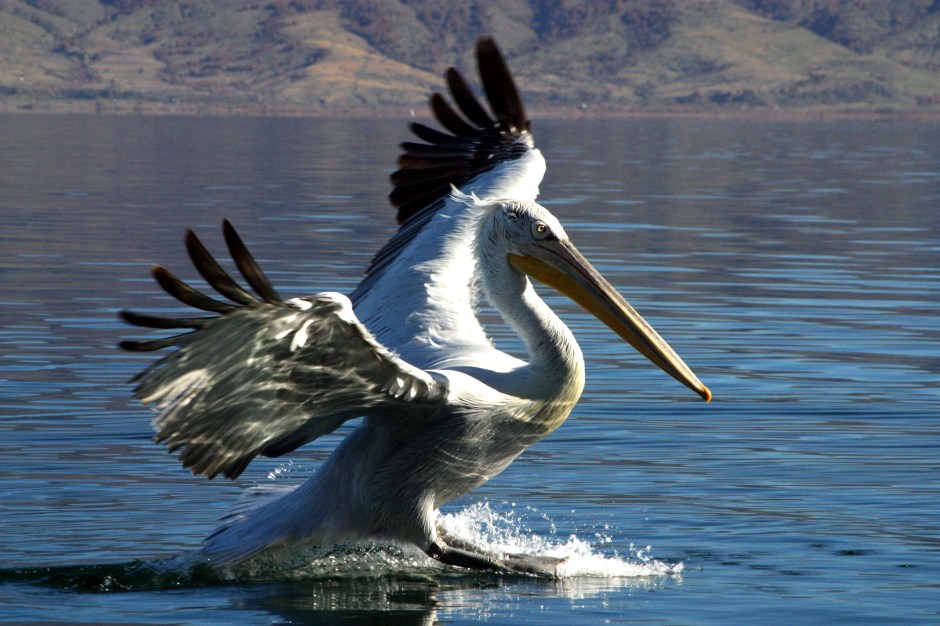 Dalmatian Pelican - Prespes, Greece